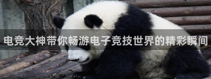 小艾电竞网页版登录